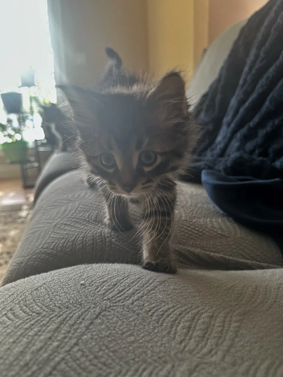 Rony, a grey tabby kitten available for adoption