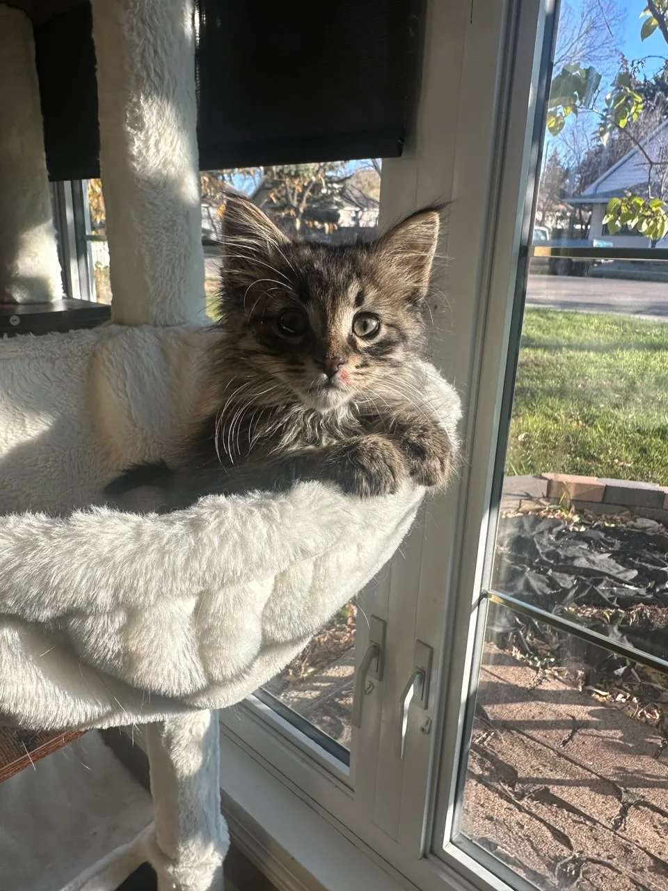 Rony, a grey tabby kitten available for adoption