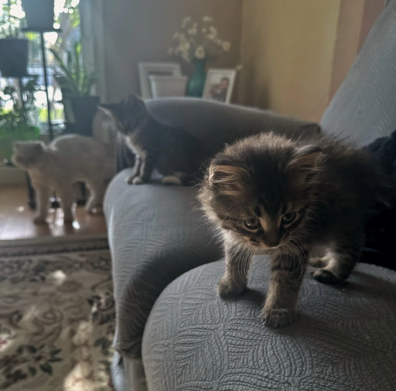 Rony, a grey tabby kitten available for adoption