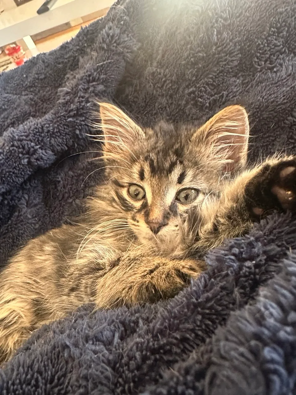 Rony, a grey tabby kitten available for adoption