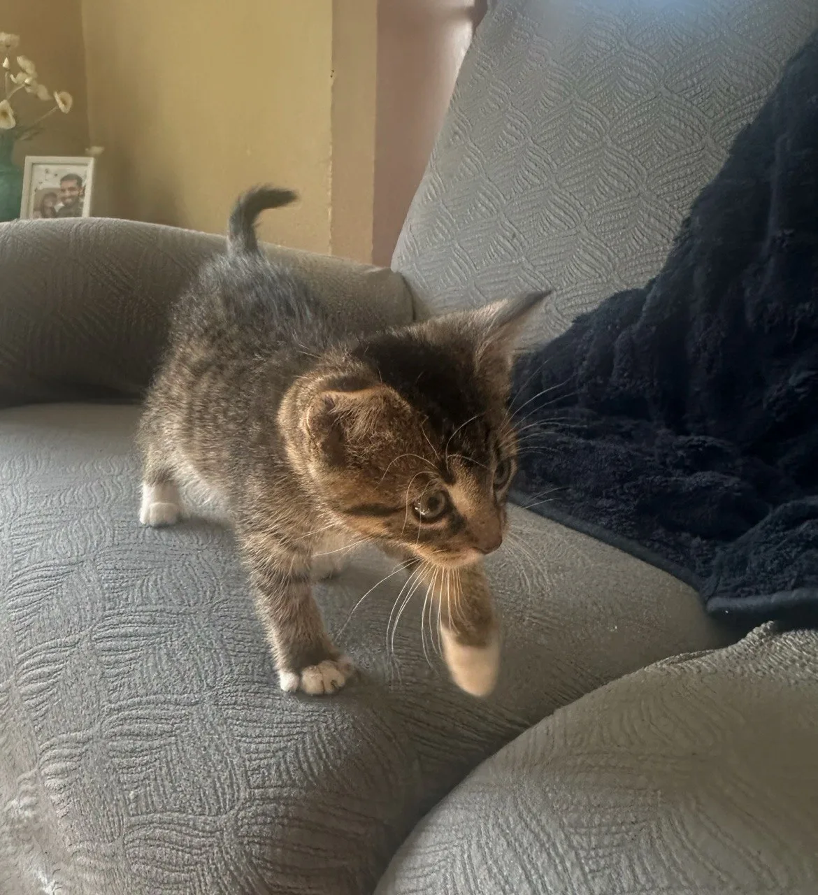 Tony, a grey tabby with white socks kitten available for adoption