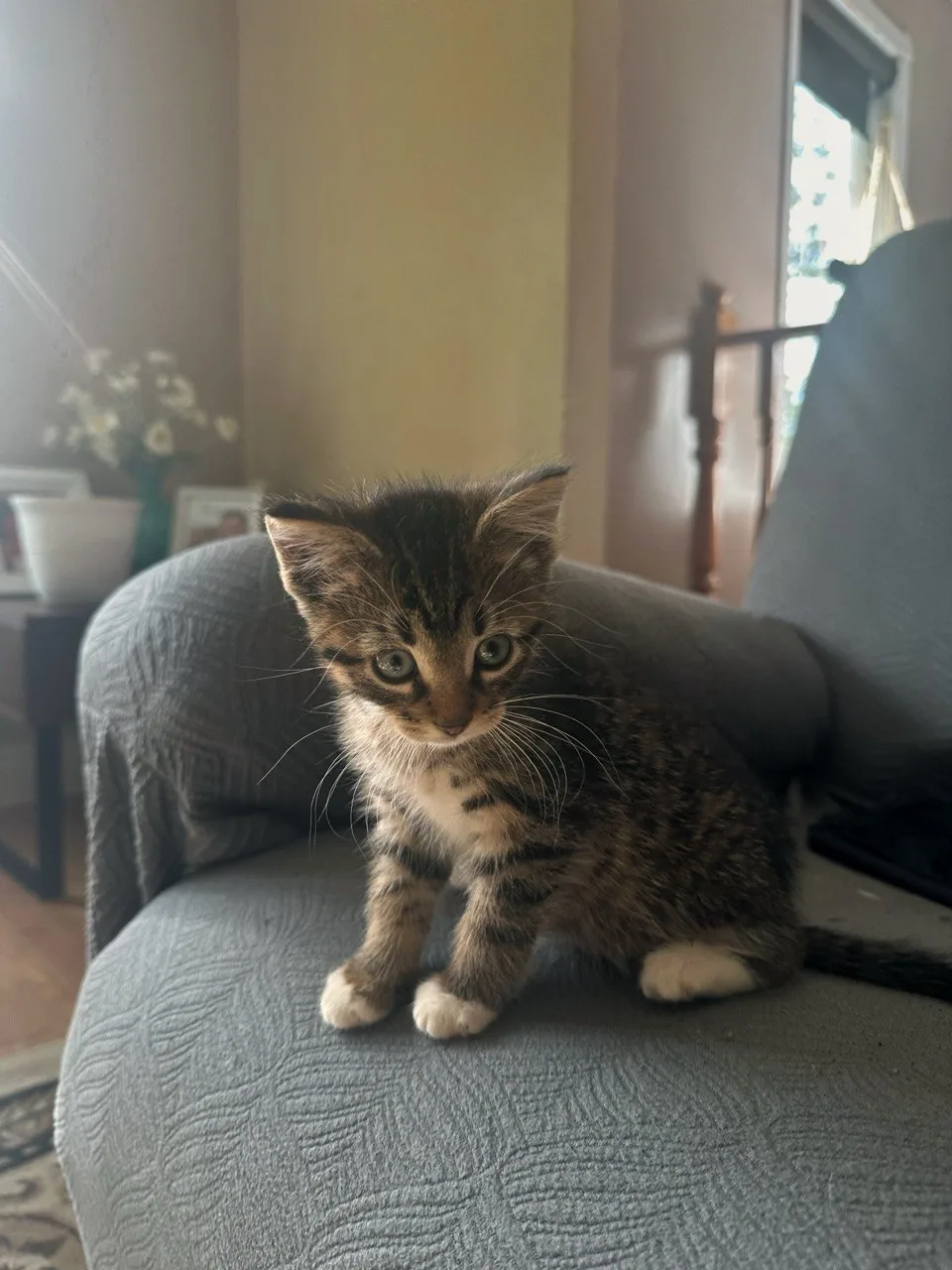 Tony, a grey tabby with white socks kitten available for adoption