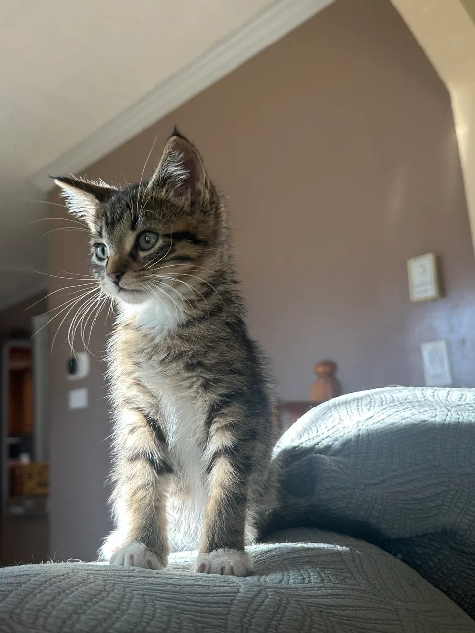 Tony, a grey tabby with white socks kitten available for adoption